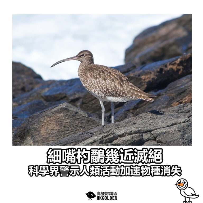 【細嘴杓鷸幾近滅絕 科學界警示人類活動加速物種消失】