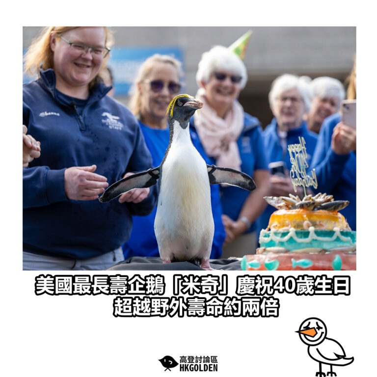 【美國最長壽企鵝「米奇」慶祝40歲生日　超越野外壽命約兩倍】