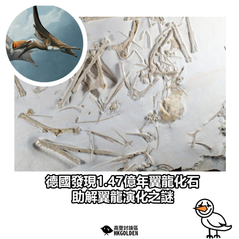 【德國發現1.47億年翼龍化石 助解翼龍演化之謎】