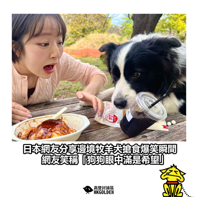 【日本網友分享邊境牧羊犬搶食爆笑瞬間 網友笑稱「狗狗眼中滿是希望」】