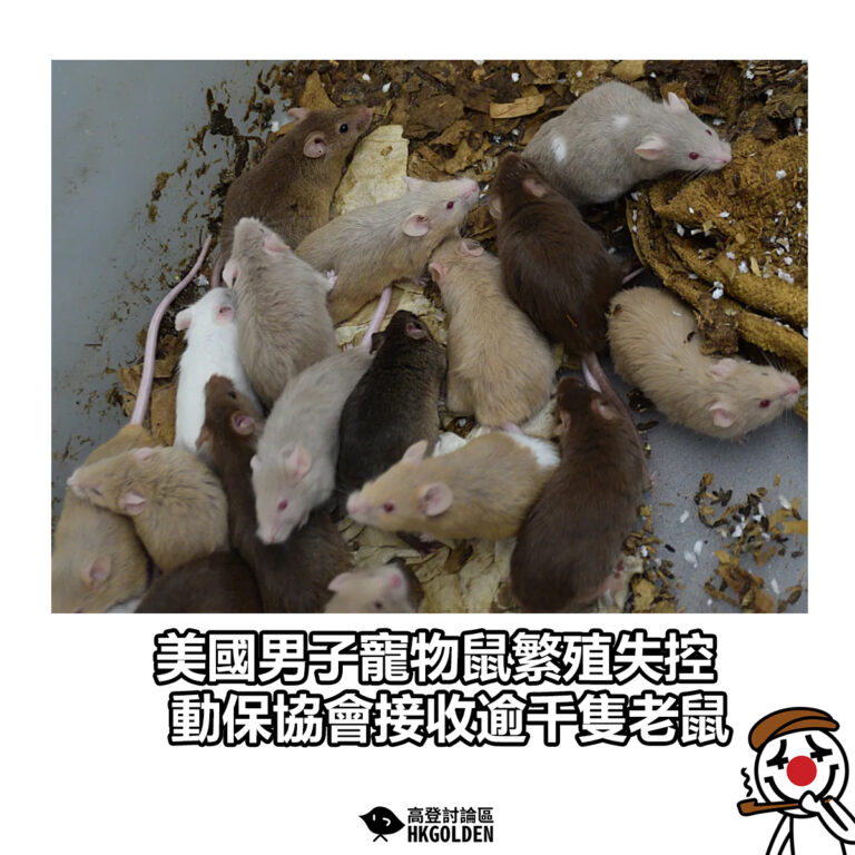 【美國男子寵物鼠繁殖失控 動保協會接收逾千隻老鼠】
