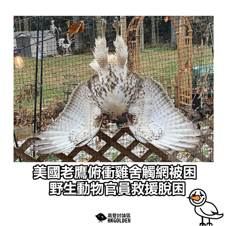 【美國老鷹俯衝雞舍觸網被困  野生動物官員救援脫困】