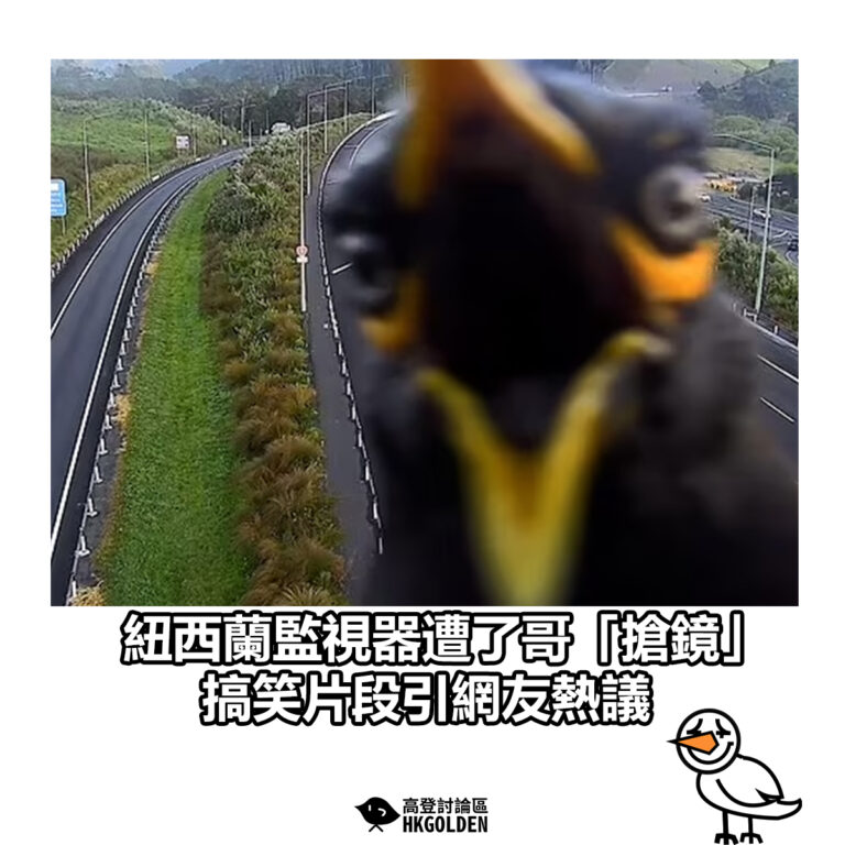 【紐西蘭監視器遭了哥「搶鏡」　搞笑片段引網友熱議】