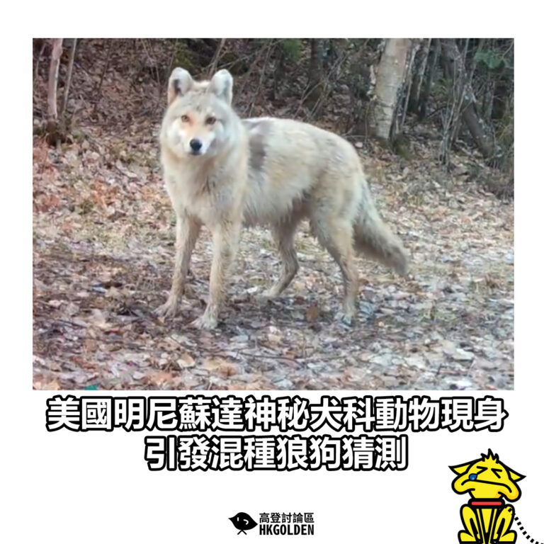 【美國明尼蘇達神秘犬科動物現身 引發混種狼狗猜測】