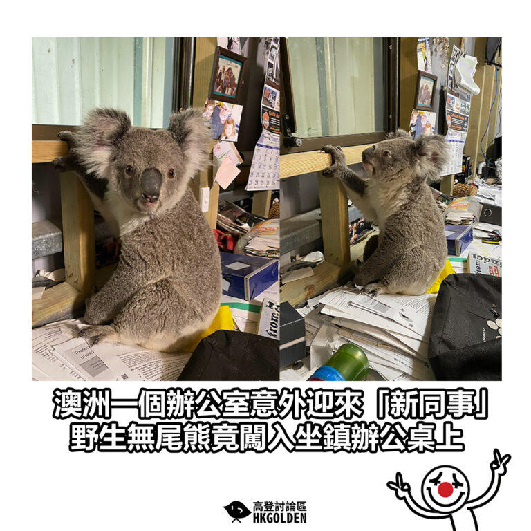 【澳洲一個辦公室意外迎來「新同事」  野生無尾熊竟闖入坐鎮辦公桌上】