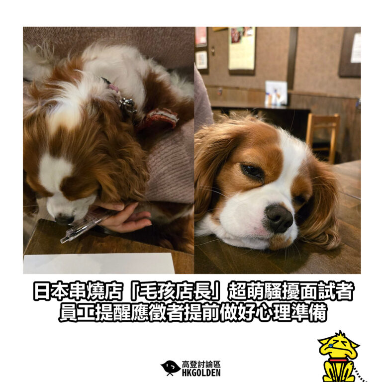 【日本串燒店「毛孩店長」超萌騷擾面試者 員工提醒應徵者提前做好心理準備】