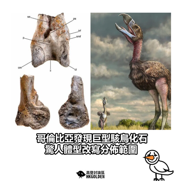 【哥倫比亞發現巨型駭鳥化石 驚人體型改寫分佈範圍】