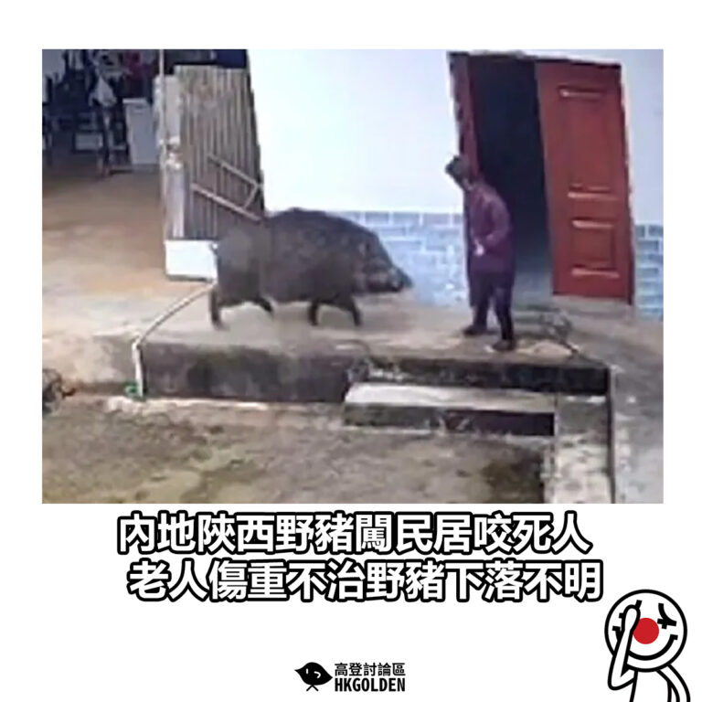 【內地陝西野豬闖民居咬死人 老人傷重不治野豬下落不明】