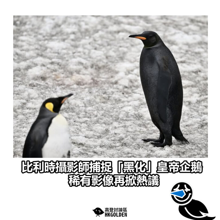 【比利時攝影師捕捉「黑化」皇帝企鵝 稀有影像再掀熱議】