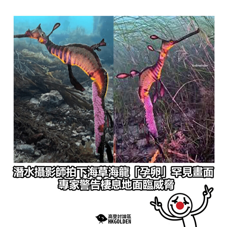 【潛水攝影師拍下海草海龍「孕卵」罕見畫面　專家警告棲息地面臨威脅】