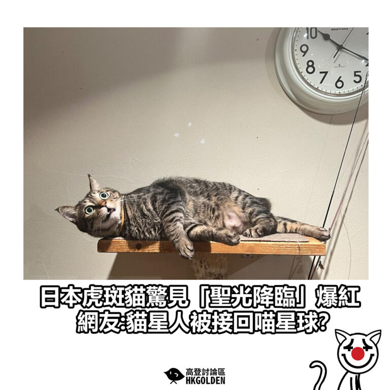 【日本虎斑貓驚見「聖光降臨」爆紅 網友:貓星人被接回喵星球？】