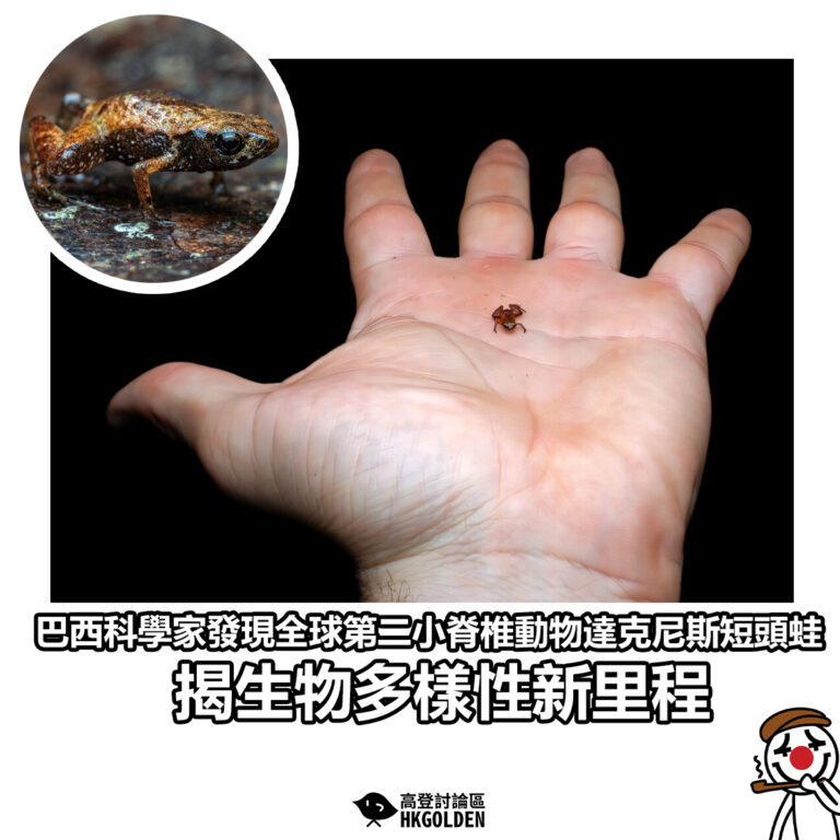 【巴西科學家發現全球第二小脊椎動物達克尼斯短頭蛙 揭生物多樣性新里程】