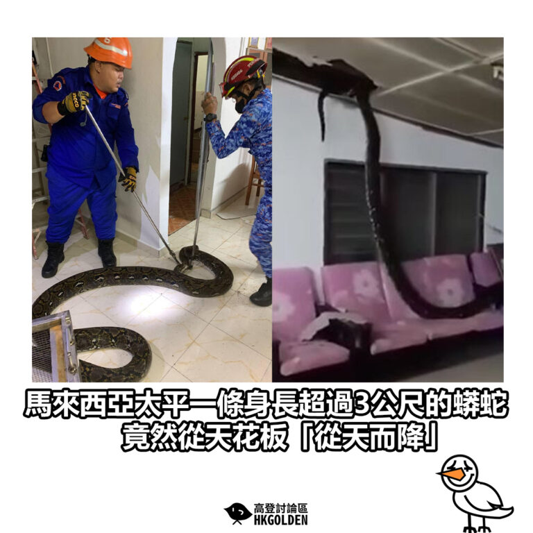 【馬來西亞太平一條身長超過3公尺的蟒蛇  竟然從天花板「從天而降」】