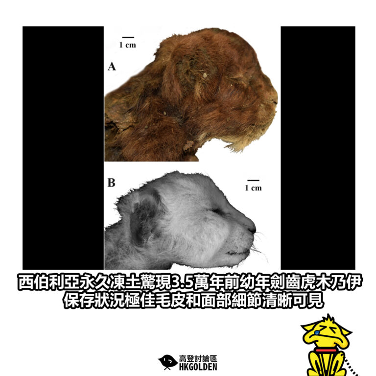 【西伯利亞永久凍土驚現3.5萬年前幼年劍齒虎木乃伊 保存狀況極佳毛皮和面部細節清晰可見】