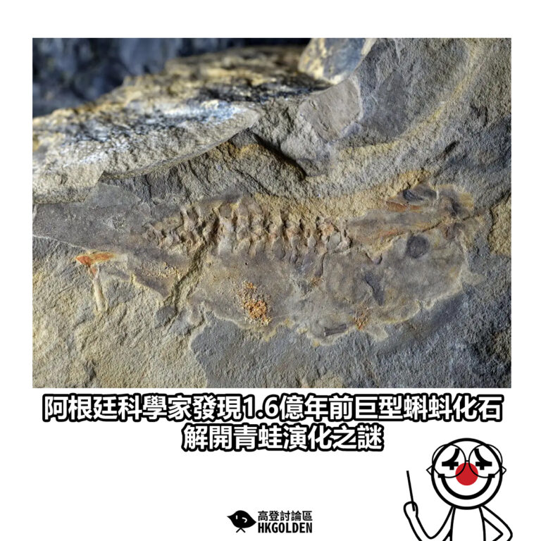 【阿根廷科學家發現1.6億年前巨型蝌蚪化石 解開青蛙演化之謎】