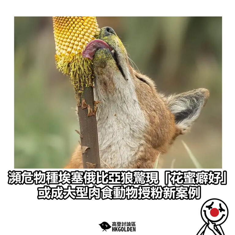 【瀕危物種埃塞俄比亞狼驚現「花蜜癖好」 或成大型肉食動物授粉新案例】