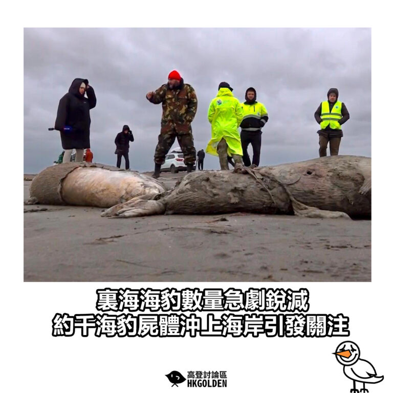 【裏海海豹數量急劇銳減 約千海豹屍體沖上海岸引發關注】