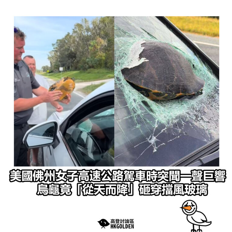 【美國佛州女子高速公路駕車時突聞一聲巨響 烏龜竟「從天而降」砸穿擋風玻璃】