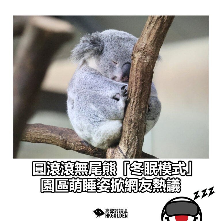 【圓滾滾無尾熊「冬眠模式」 園區萌睡姿掀網友熱議】