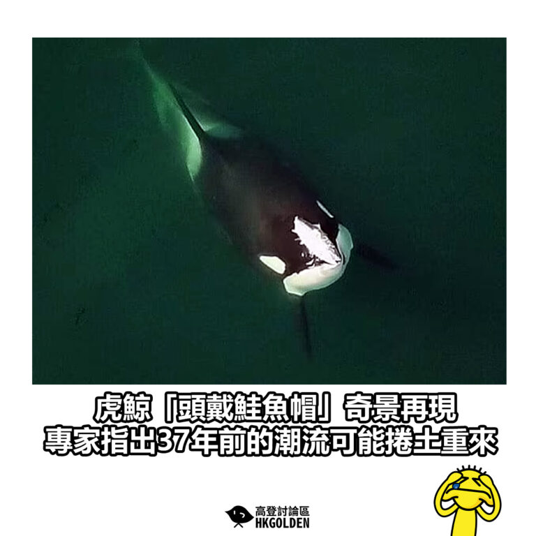 【虎鯨「頭戴鮭魚帽」奇景再現 專家指出37年前的潮流可能捲土重來】