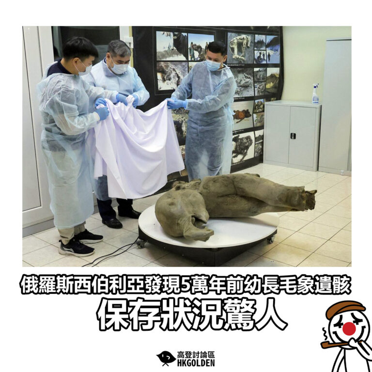 【俄羅斯西伯利亞發現5萬年前幼長毛象遺骸 保存狀況驚人】
