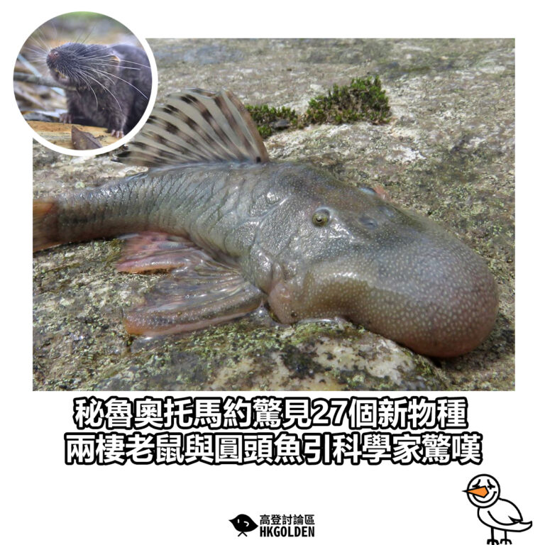 【秘魯奧托馬約驚見27個新物種　兩棲老鼠與圓頭魚引科學家驚嘆】