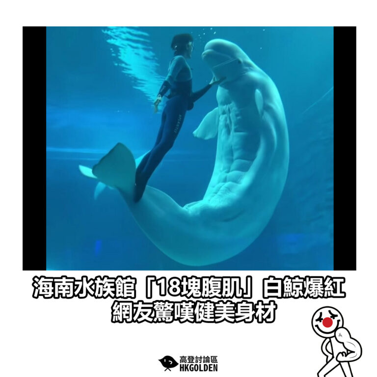 【海南水族館「18塊腹肌」白鯨爆紅 網友驚嘆健美身材】