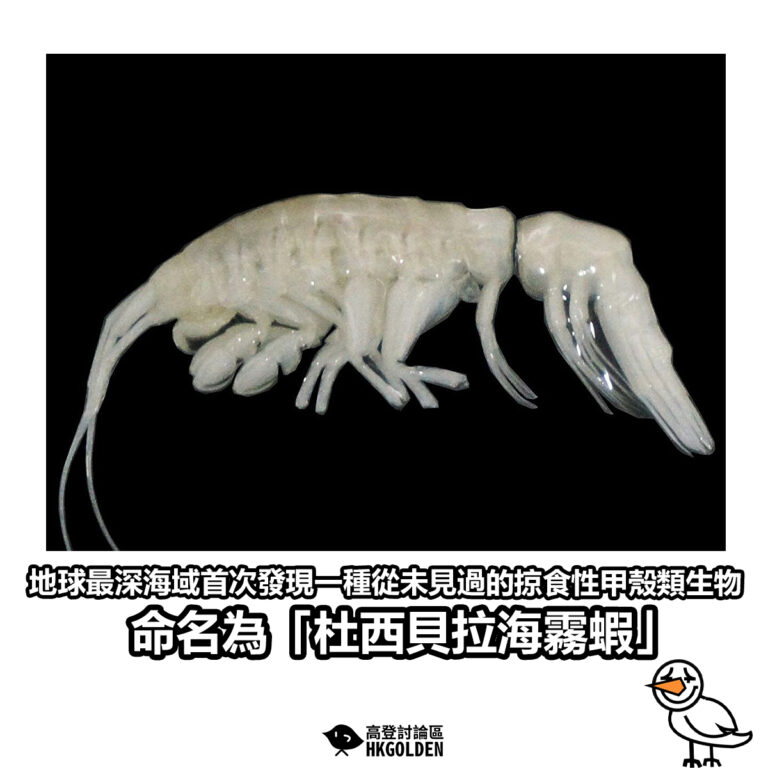 【地球最深海域首次發現一種從未見過的掠食性甲殼類生物 命名為「杜西貝拉海霧蝦」】