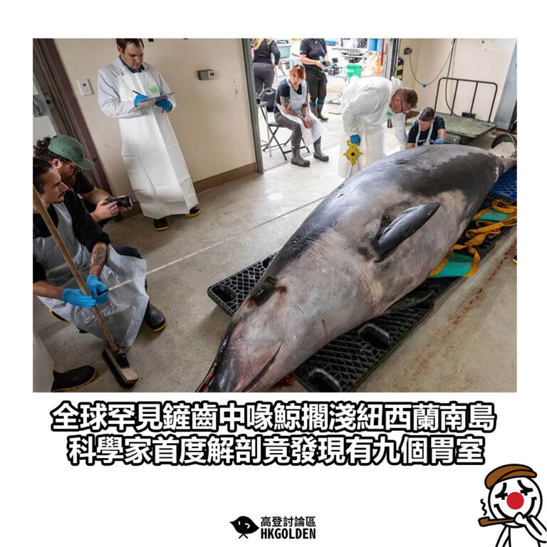 【全球罕見鏟齒中喙鯨擱淺紐西蘭南島 科學家首度解剖竟發現有九個胃室】
