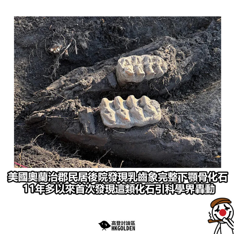 【美國奧蘭治郡民居後院發現乳齒象完整下顎骨化石 11年多以來首次發現這類化石引科學界轟動】