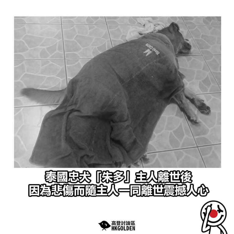 【泰國忠犬「朱多」主人離世後 因為悲傷而隨主人一同離世震撼人心】