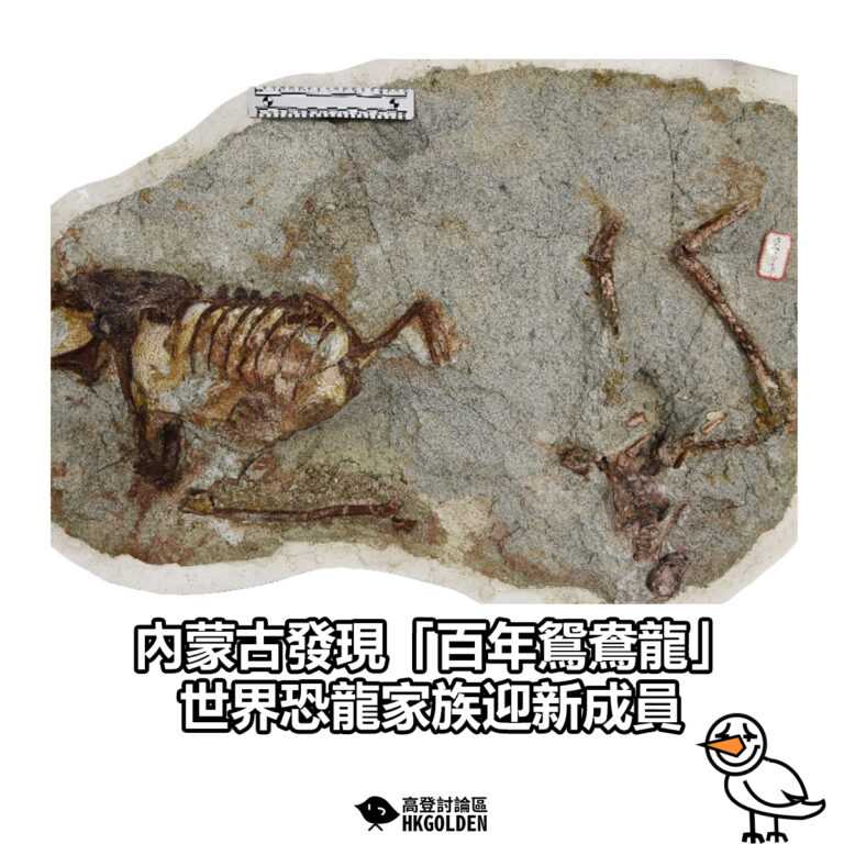 【內蒙古發現「百年鴛鴦龍」 世界恐龍家族迎新成員】