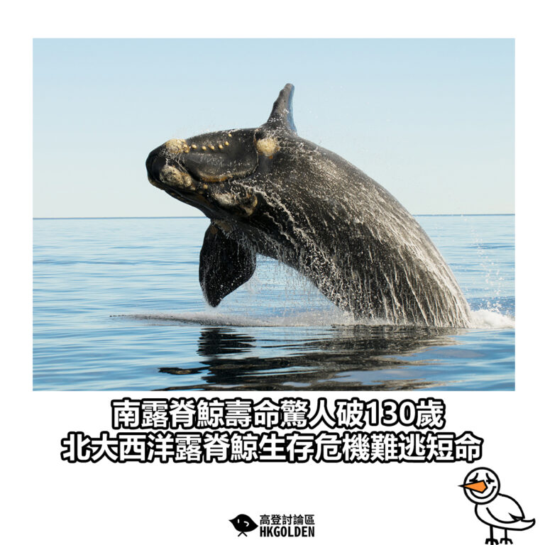 【南露脊鯨壽命驚人破130歲　北大西洋露脊鯨生存危機難逃短命】