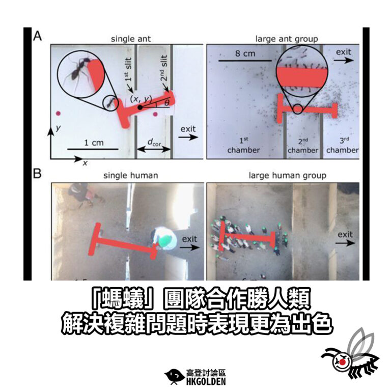 【「螞蟻」團隊合作勝人類 解決複雜問題時表現更為出色】