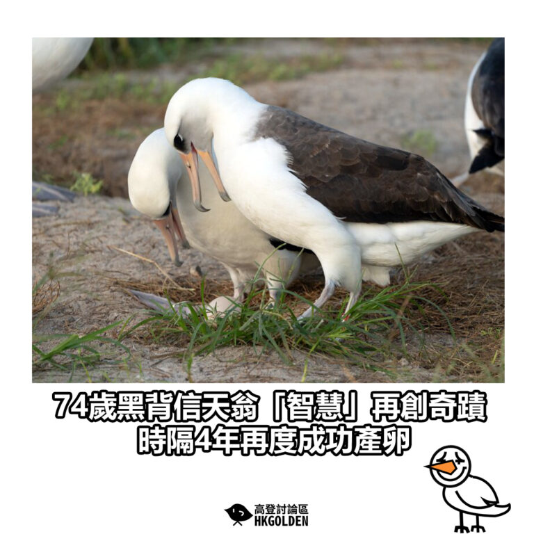 【74歲黑背信天翁「智慧」再創奇蹟 時隔4年再度成功產卵】