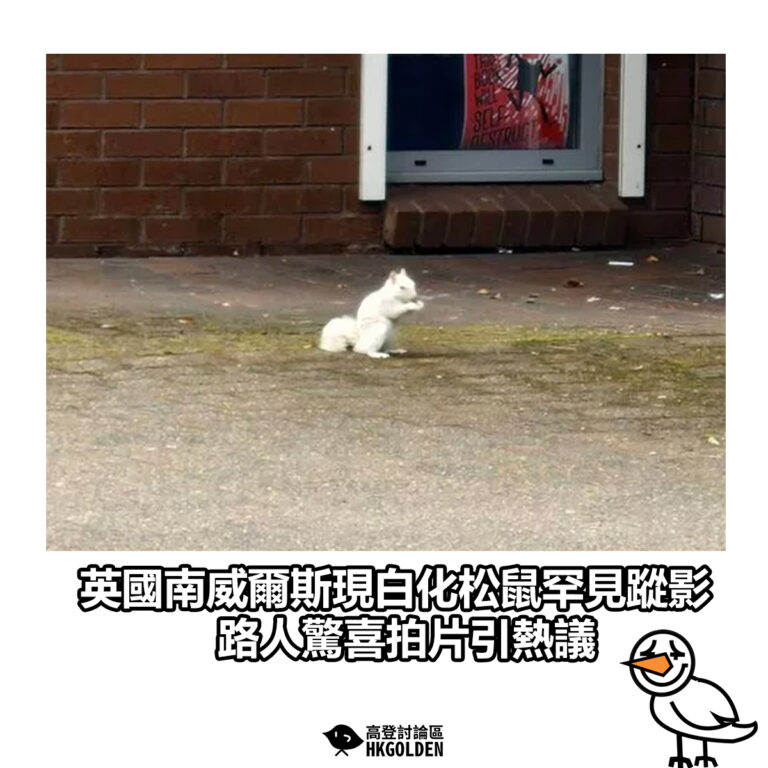 【英國南威爾斯現白化松鼠罕見蹤影　路人驚喜拍片引熱議】