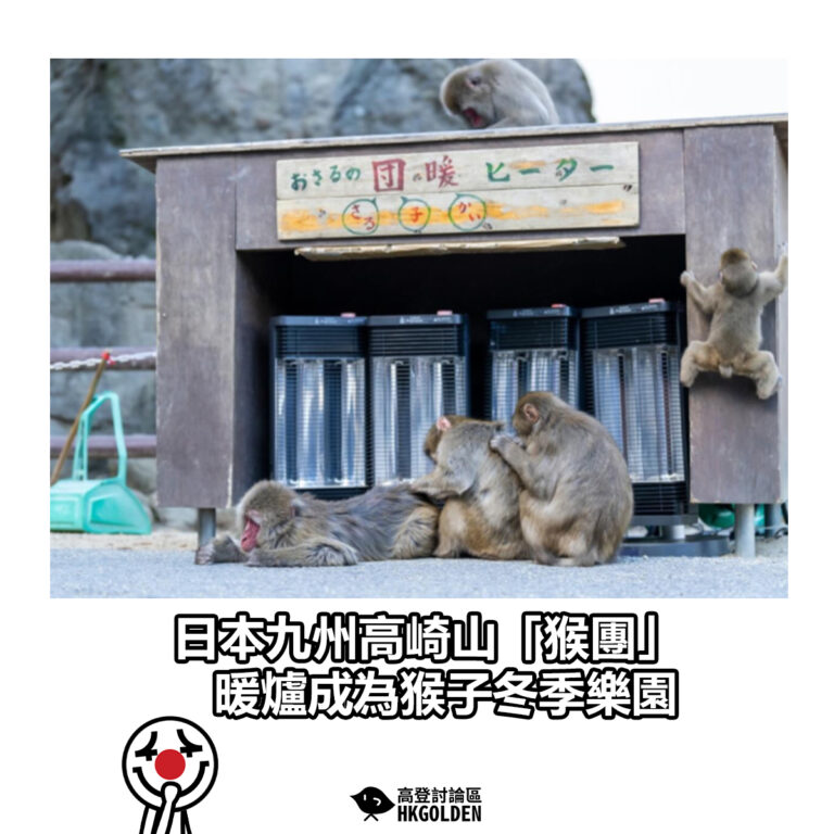 【日本九州高崎山「猴團」  暖爐成為猴子冬季樂園】