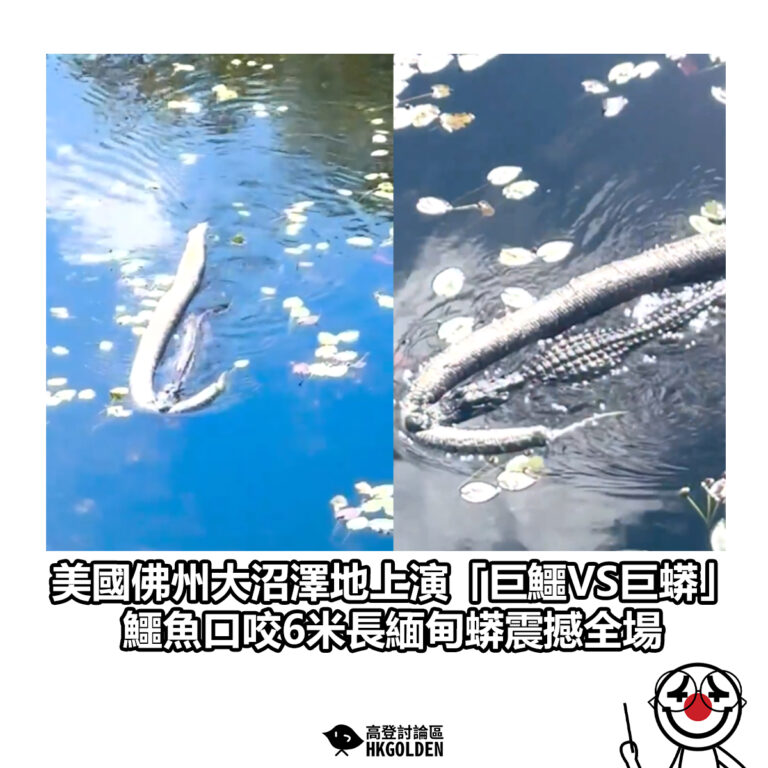 【美國佛州大沼澤地上演「巨鱷VS巨蟒」 鱷魚口咬6米長緬甸蟒震撼全場】