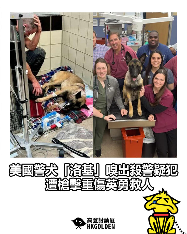 【美國警犬「洛基」嗅出殺警疑犯 遭槍擊重傷英勇救人】