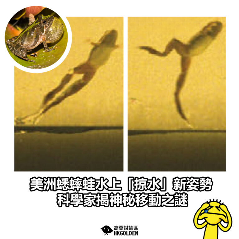 【美洲蟋蟀蛙水上「掠水」新姿勢 科學家揭神秘移動之謎】