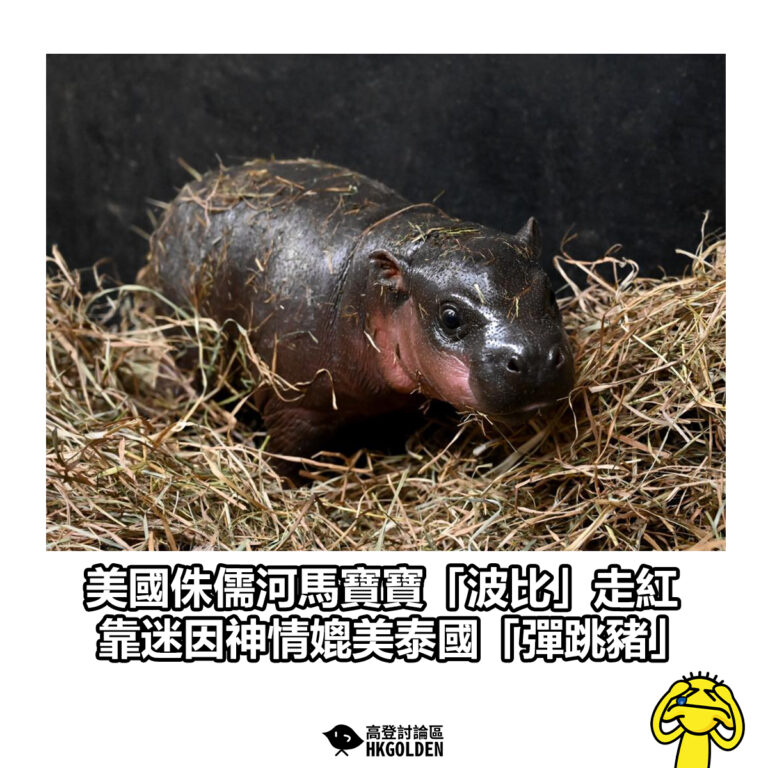 【美國侏儒河馬寶寶「波比」走紅 靠迷因神情媲美泰國「彈跳豬」】