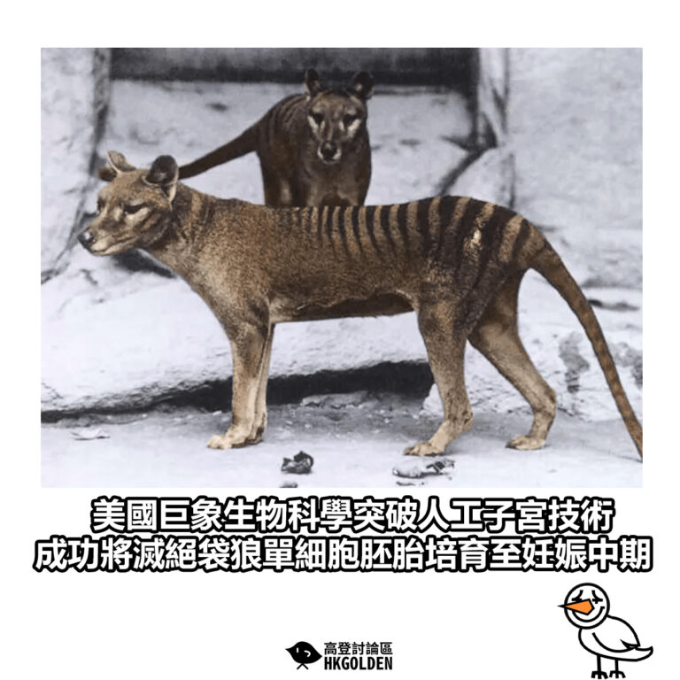 【美國巨象生物科學突破人工子宮技術 成功將滅絕袋狼單細胞胚胎培育至妊娠中期】