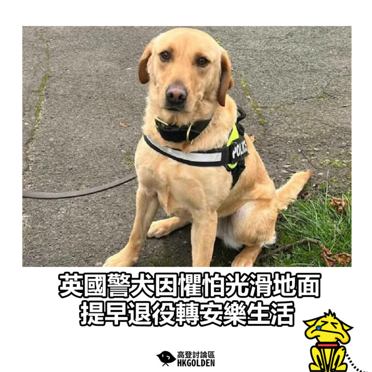 【英國警犬因懼怕光滑地面 提早退役轉安樂生活】