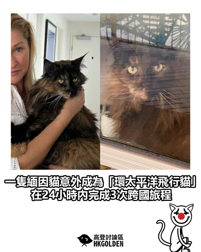 【一隻緬因貓意外成為「環太平洋飛行貓」在24小時內完成3次跨國旅程】