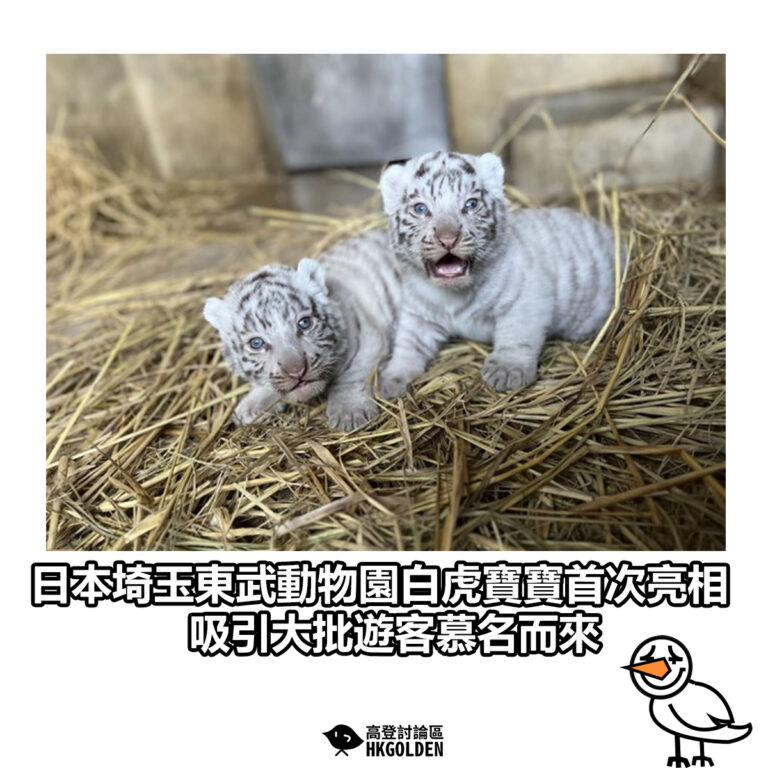 【日本埼玉東武動物園白虎寶寶首次亮相 吸引大批遊客慕名而來】