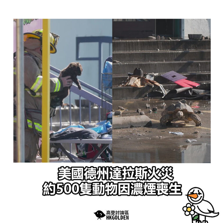 【美國德州達拉斯火災 逾500隻動物因濃煙喪生】