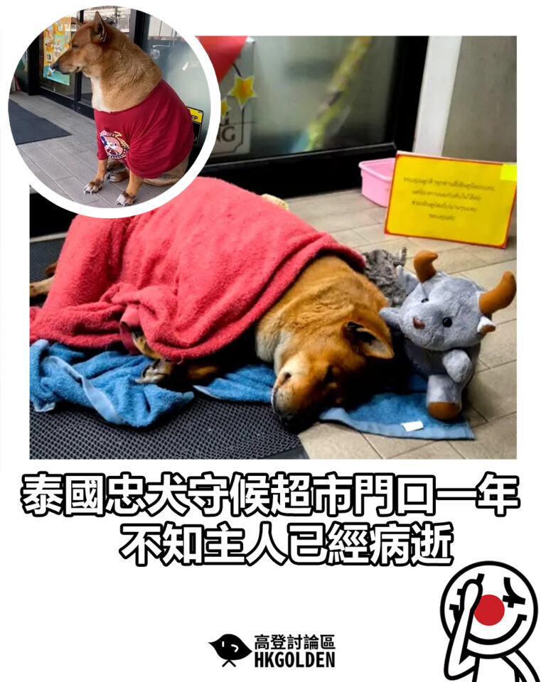 【泰國忠犬守候超市門口一年 不知主人已經病逝】