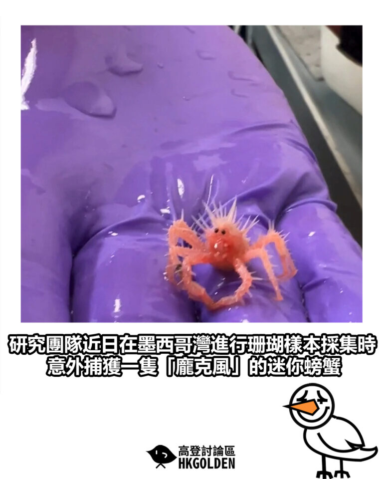 【研究團隊近日在墨西哥灣進行珊瑚樣本採集時 意外捕獲一隻「龐克風」的迷你螃蟹】