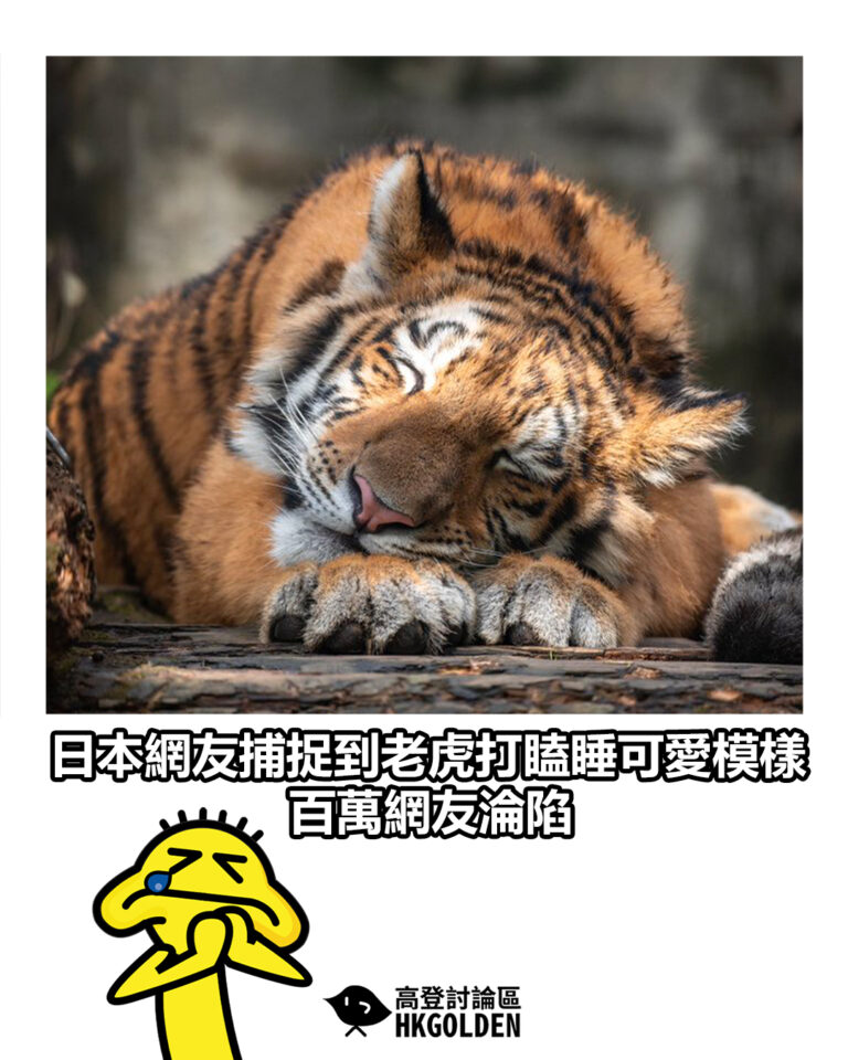 【日本網友捕捉到老虎打瞌睡可愛模樣 百萬網友淪陷】