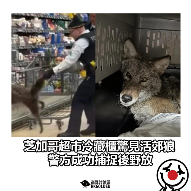 【芝加哥超市冷藏櫃驚見活郊狼 警方成功捕捉後野放】